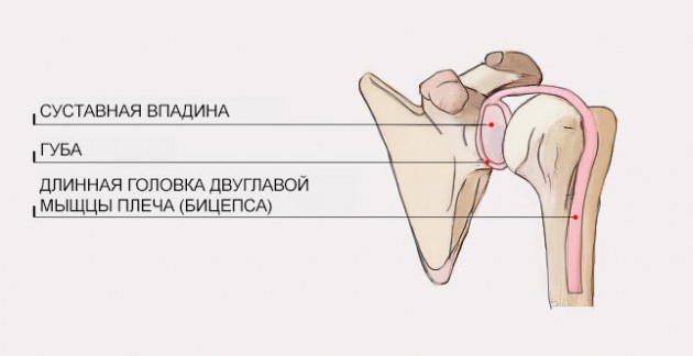 Ортез верхней конечности AM-AO-KG-02 CLEVER 2 ROTATOR